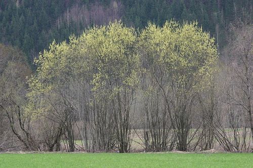 Salix eleagnos